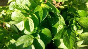 Health Benefits of Potato Leaves