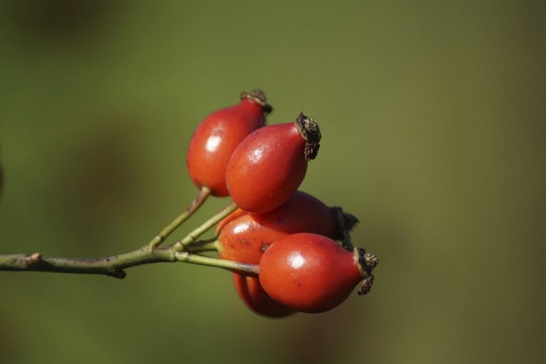 Unveiling The Wonders of Rosehip: 10 Incredible Benefits 