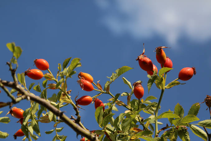 what are the benefits of rosehip