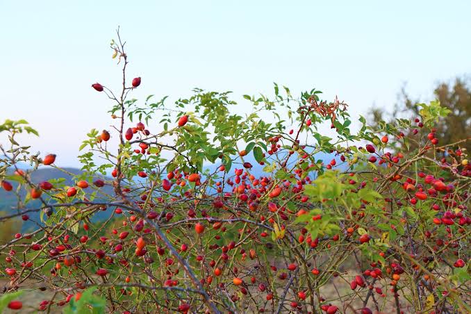 rosehip Potential Side Effects and Considerations