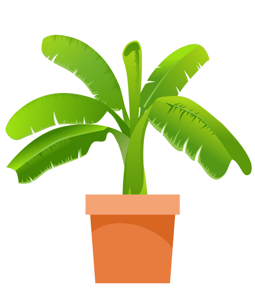 Health Benefits and Medicinal Uses of Banana Leaves