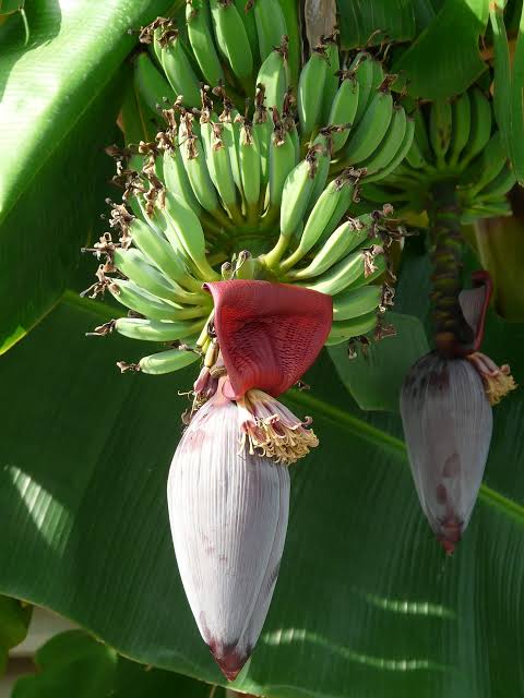 banana flowers benefits and uses