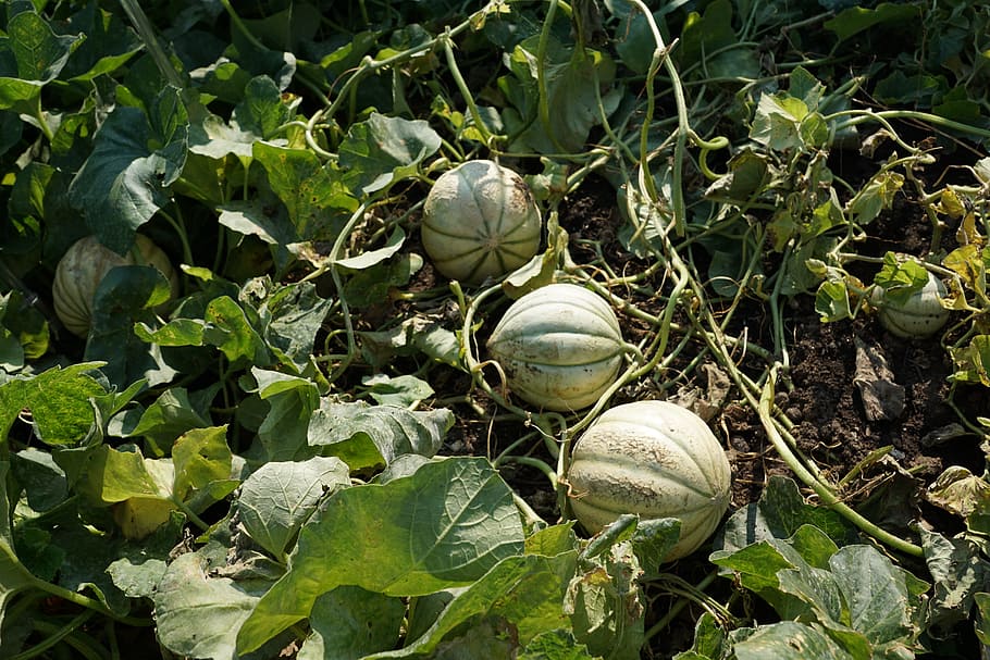 What Are The Health Benefits of Melon Leaves
