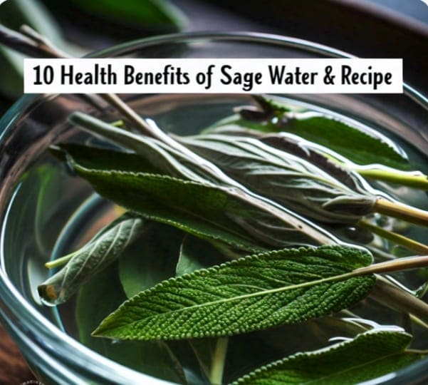10 Health Benefits Of Sage Water, How To Make It, Uses, & Side Effects