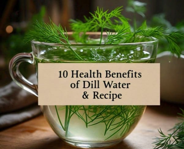 10 Health Benefits Of Dill Water, How To Make It (Recipe), Uses, & Risks