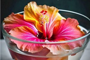 Hibiscus Water: 11 Benefits, Recipe, Uses & Side Effects